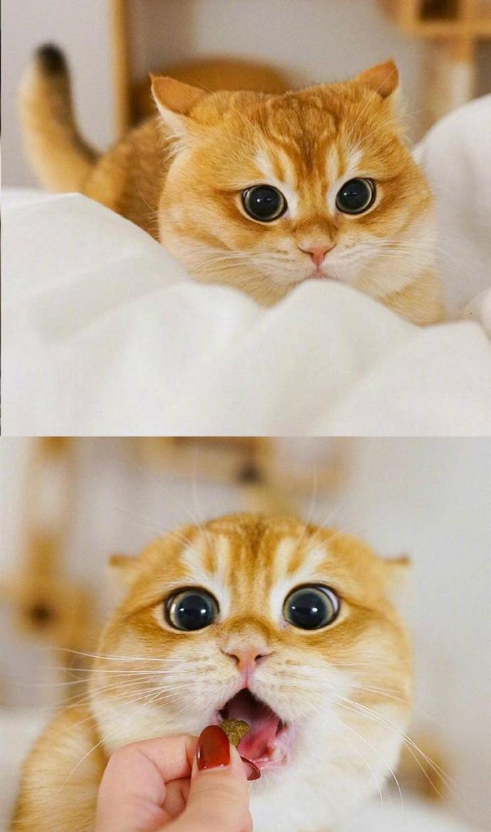 这只橘猫包子脸,蓝眼睛,仿佛总是气鼓鼓的,看起来特别憨厚,可爱到让人