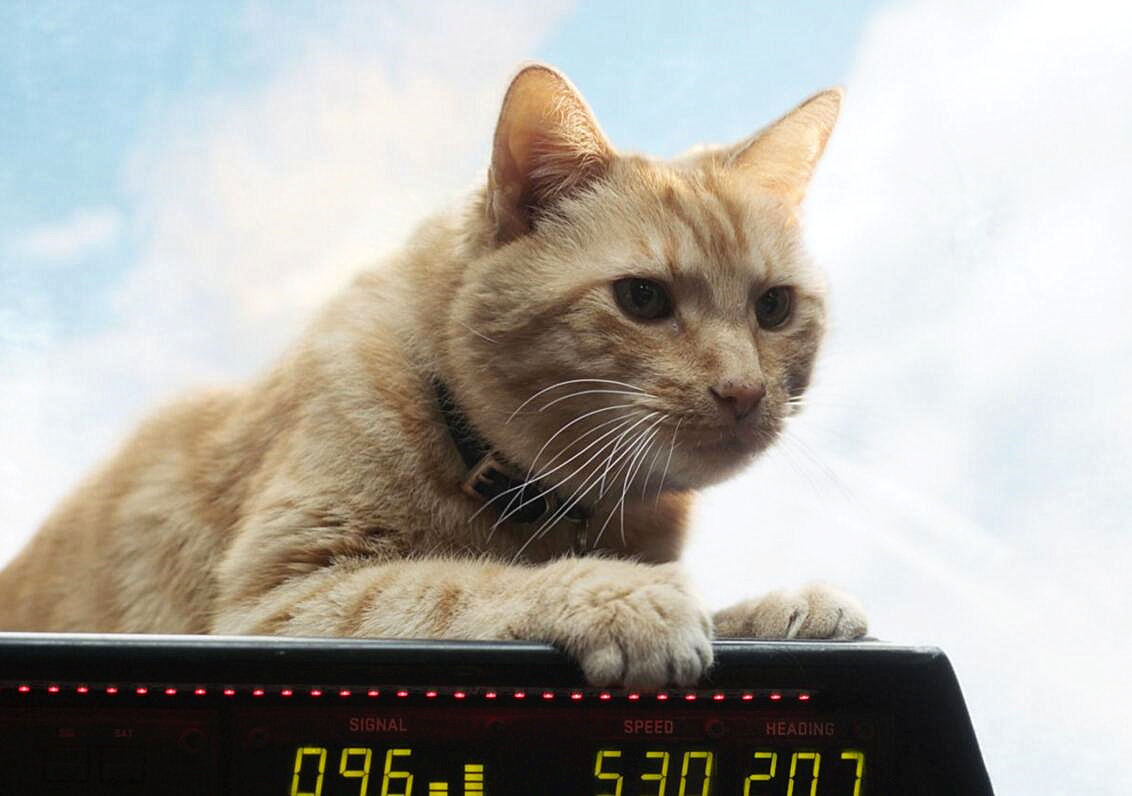 《惊奇队长》宠物猫能预知未来?抓伤局长眼睛可能是故意的