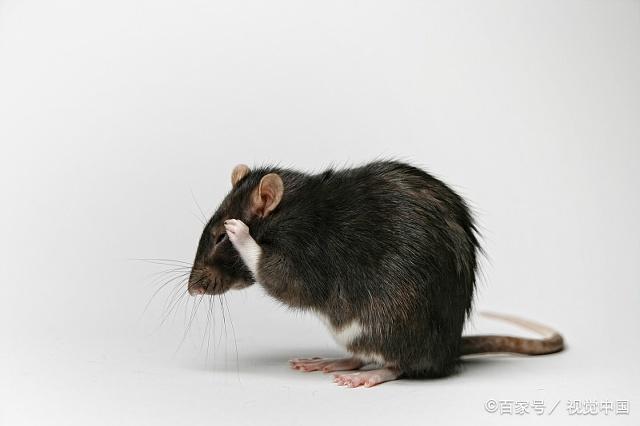 老鼠的嘴巴尖尖的,尾巴细长,喜欢生活在阴暗的环境