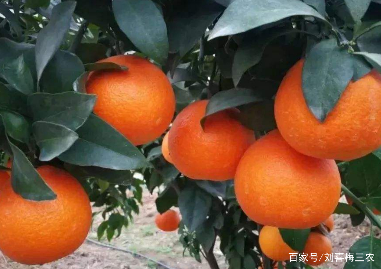 愛媛42號柑桔騙局是真的嗎嗎(愛媛42號柑桔騙局是真的嗎嗎視頻)