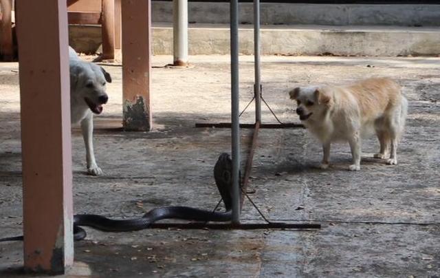 抓蛇最厉害的犬图片