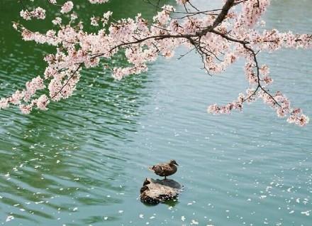 桃花水,美不胜收