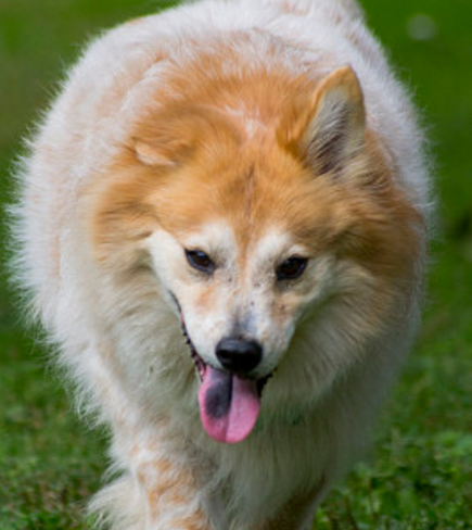 秋田犬(拉丁学名:japanese akita),别名日本秋田犬,日系秋田犬,原产地