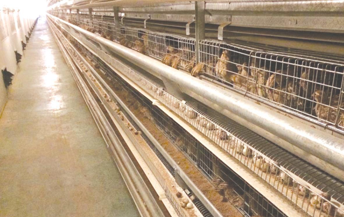 鹌鹑养殖"4要素",想要成功养出好鹌鹑,这篇文章值得一看!