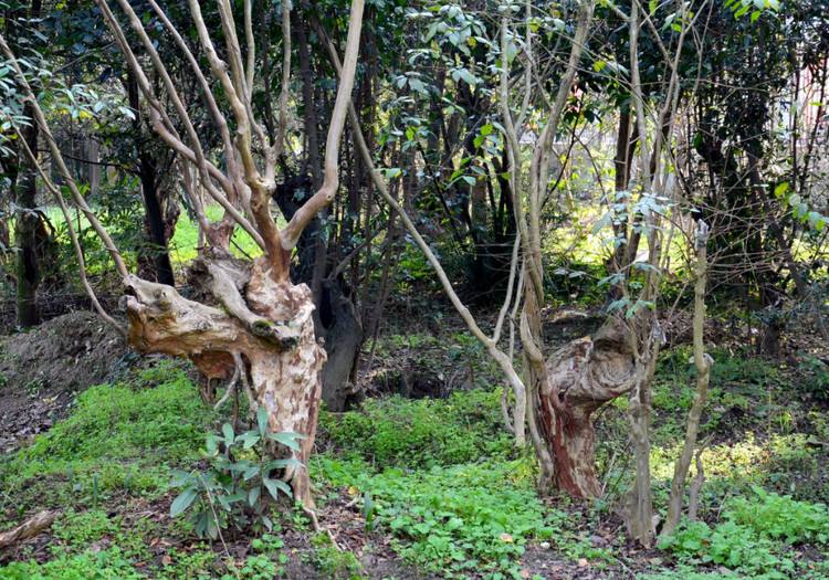 陕南珍稀植物园的景色,不来了解一下?相信你会喜欢这里的!