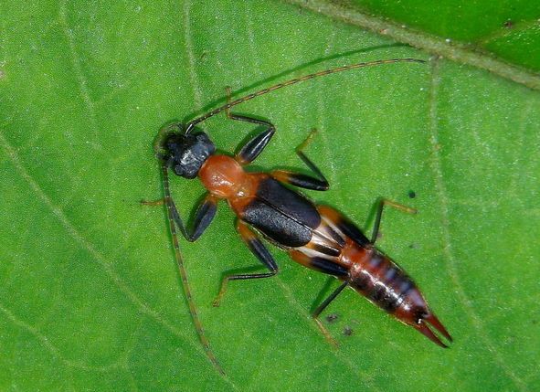 三农:处理蠼螋的8种自然方法