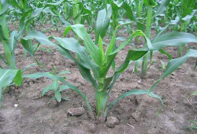 玉米粗缩病,一种很"特殊"的病害,不提前预防会导致减产或绝收