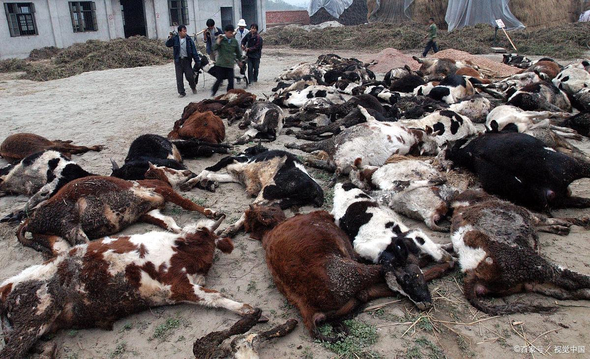 黑龙江一农户:6头牛中毒死亡,监控被提前切断,警方调查投毒者