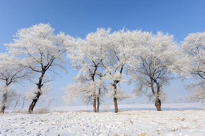 龙潭区乌拉街满族镇雾凇岛是中国北方著名雾凇风景区