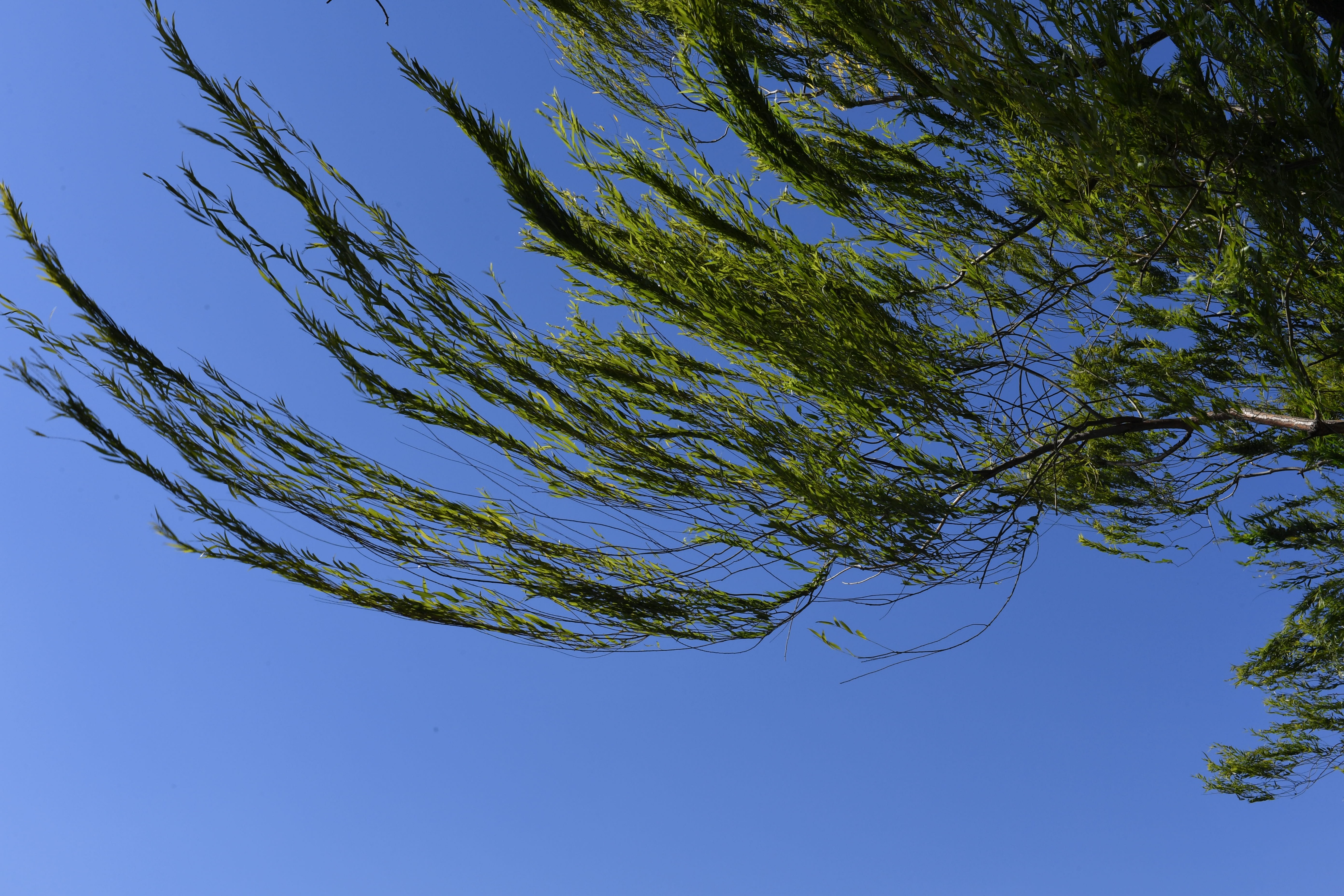 大风致人死亡该谁担责?相关家属能获得哪些赔偿?