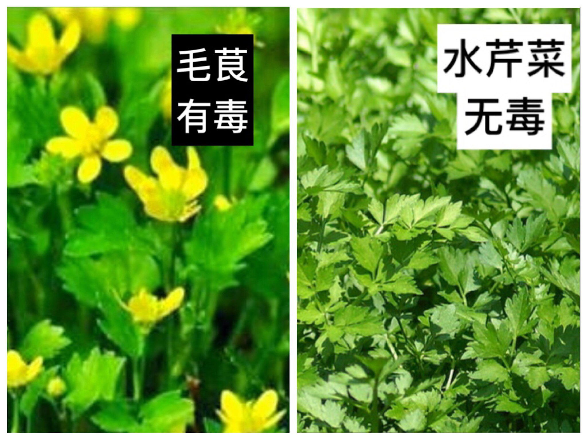 路边野菜别乱采 春天尝鲜要谨慎