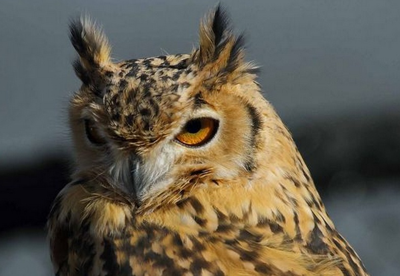 动物知识普及——法老雕鸮