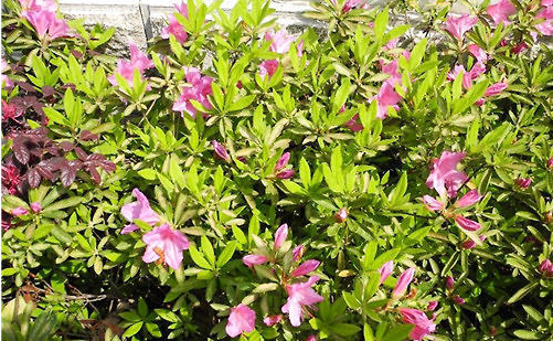 毛娟和金铃花的品种以及栽培知识介绍