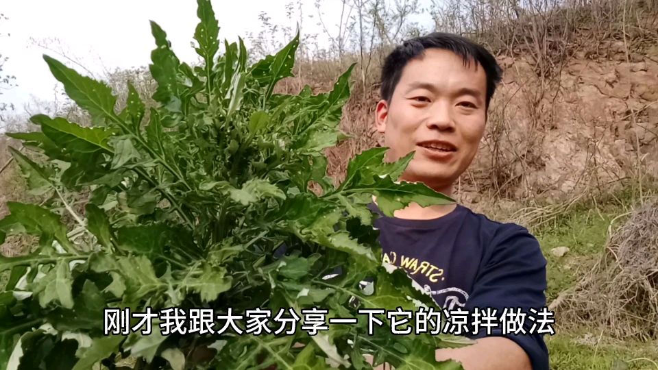 春天农村野菜系列之泥胡菜!城里人想吃买不到,吃一口爽