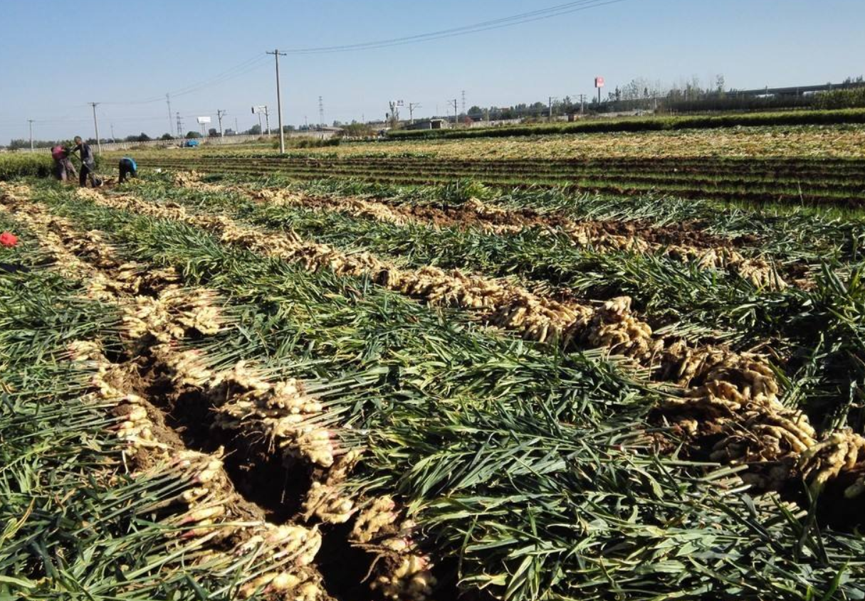 生姜- 热门商品专区