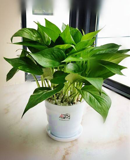 冬天给绿箩喝点酒,长势越来越旺!