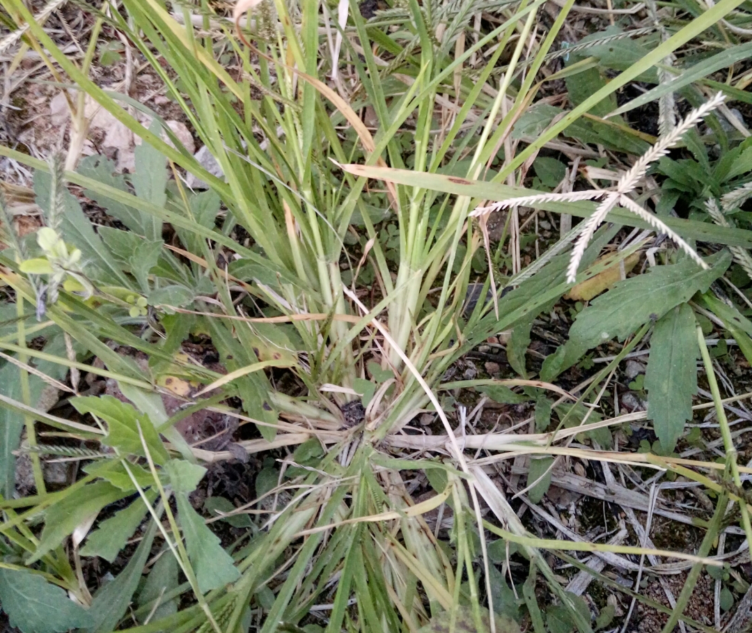 你知道古代民间"斗草"游戏中的牛筋草有什么药效吗?