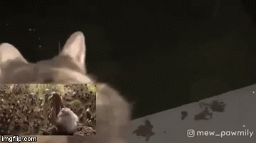 《狮子王》真人版引发举高高热潮,孩子和宠物:可以把我放下来吗