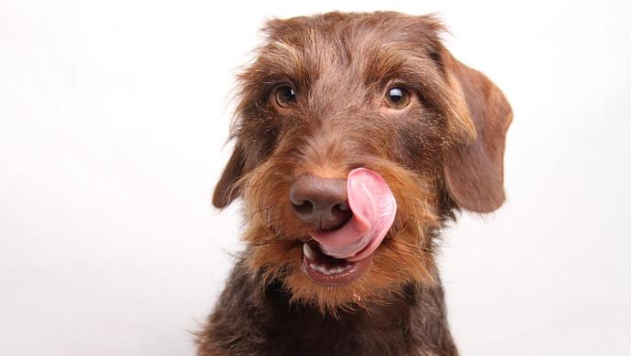 狗舔伤口致9岁男童狂犬病发死亡?当事医生:可能性不大