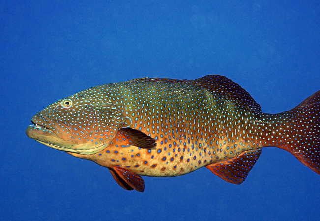 海水鱼养殖:网箱养鱼喂食知识,这样的办法才是最科学的!