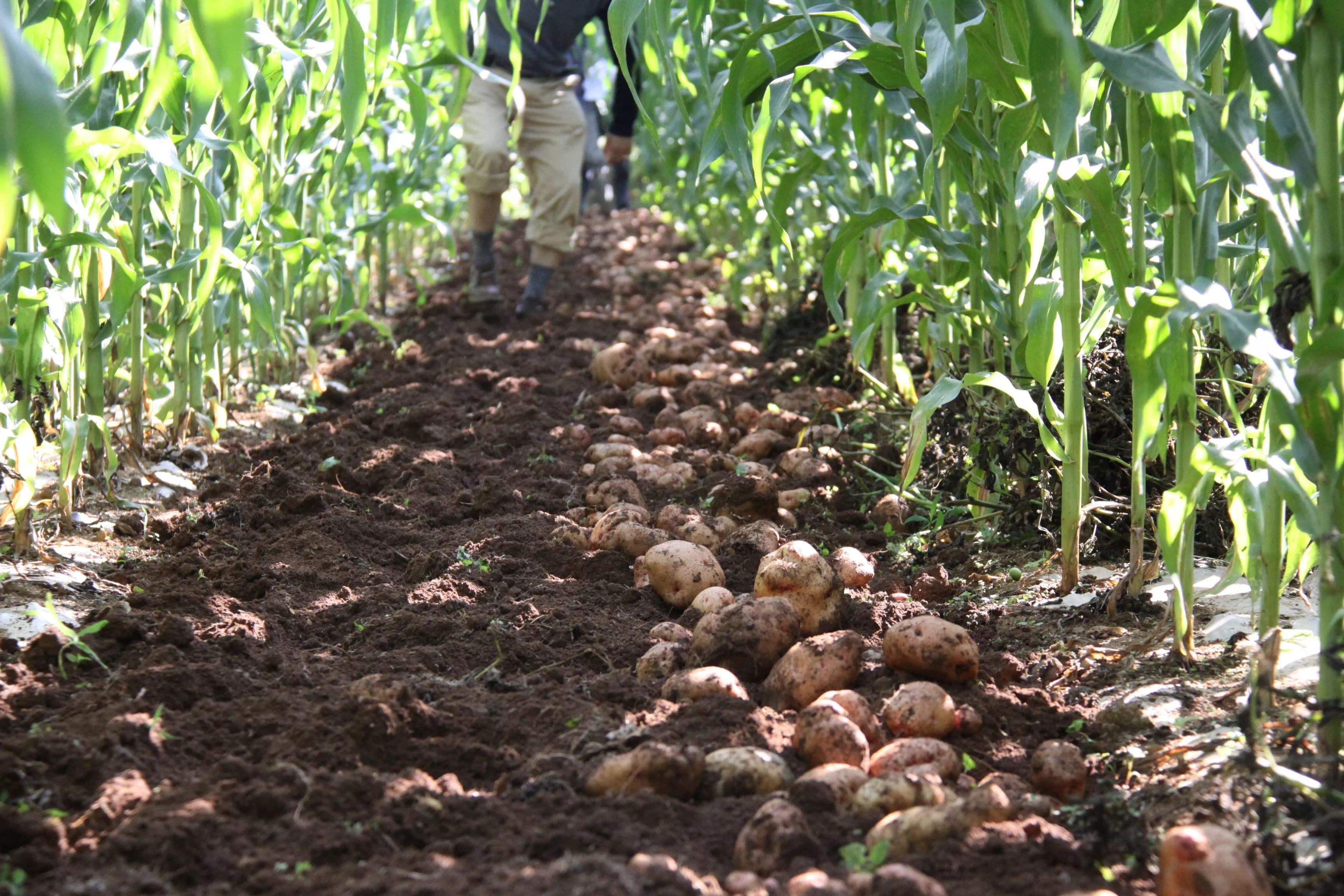 种植农作物,套种间作的意义在哪里?