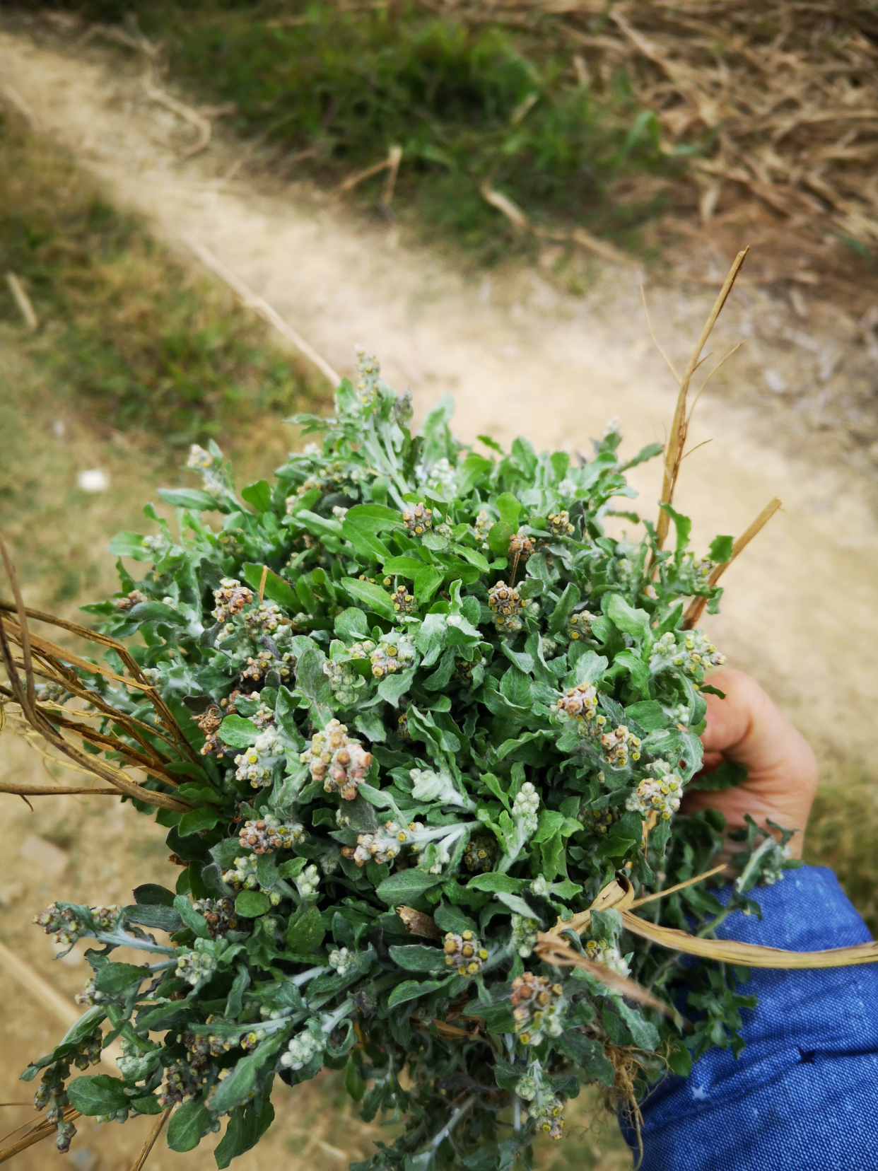 春天制作白头艾美食