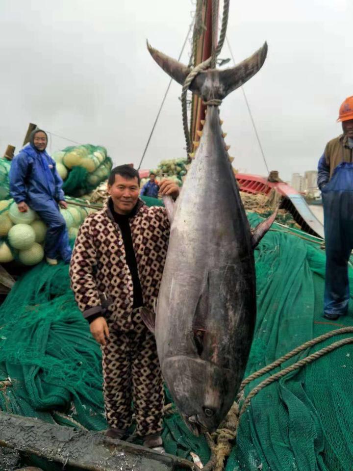 舟山渔民东海捕获127公斤重蓝鳍金枪鱼,专家称至少价值6万元