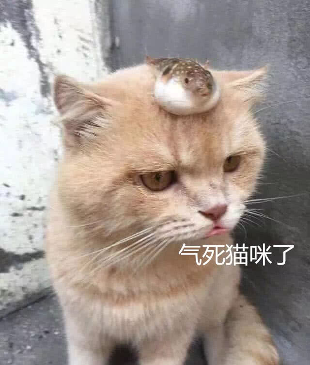 主人带着猫咪去卖河豚,一脸不情愿的表情萌翻路人,说好的酬劳呢