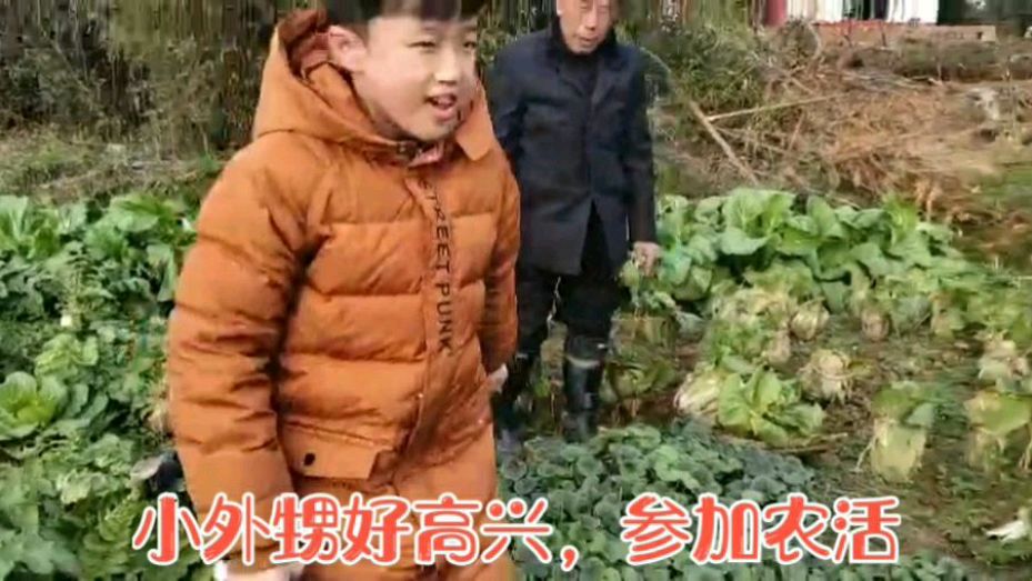 实拍:老爸老妈带小外甥农田摘菜,好高兴,差点刀割到手哦!