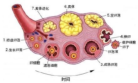 正常孕囊和卵黄囊图图片