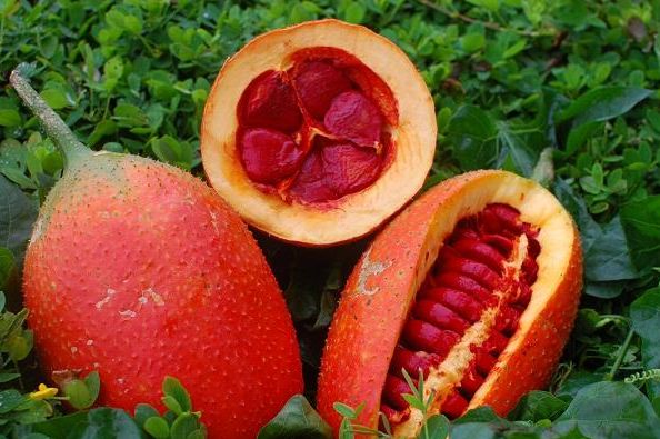 这种在越南被称为"来自天堂的水果",却是对抗电脑辐射的高手