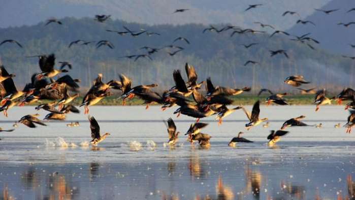 安徽首个国际级自然保护区,名贵鸟儿漫天飞,随手一拍就是一幅画