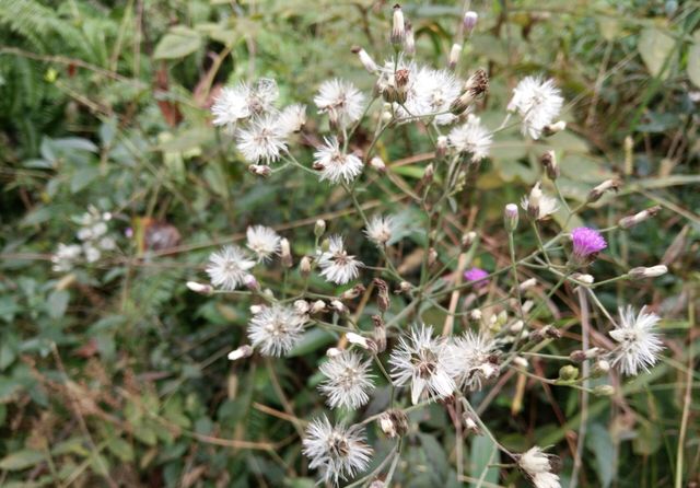 野茼蒿和蒲公英最相似的花,并且可以食用,行气养生