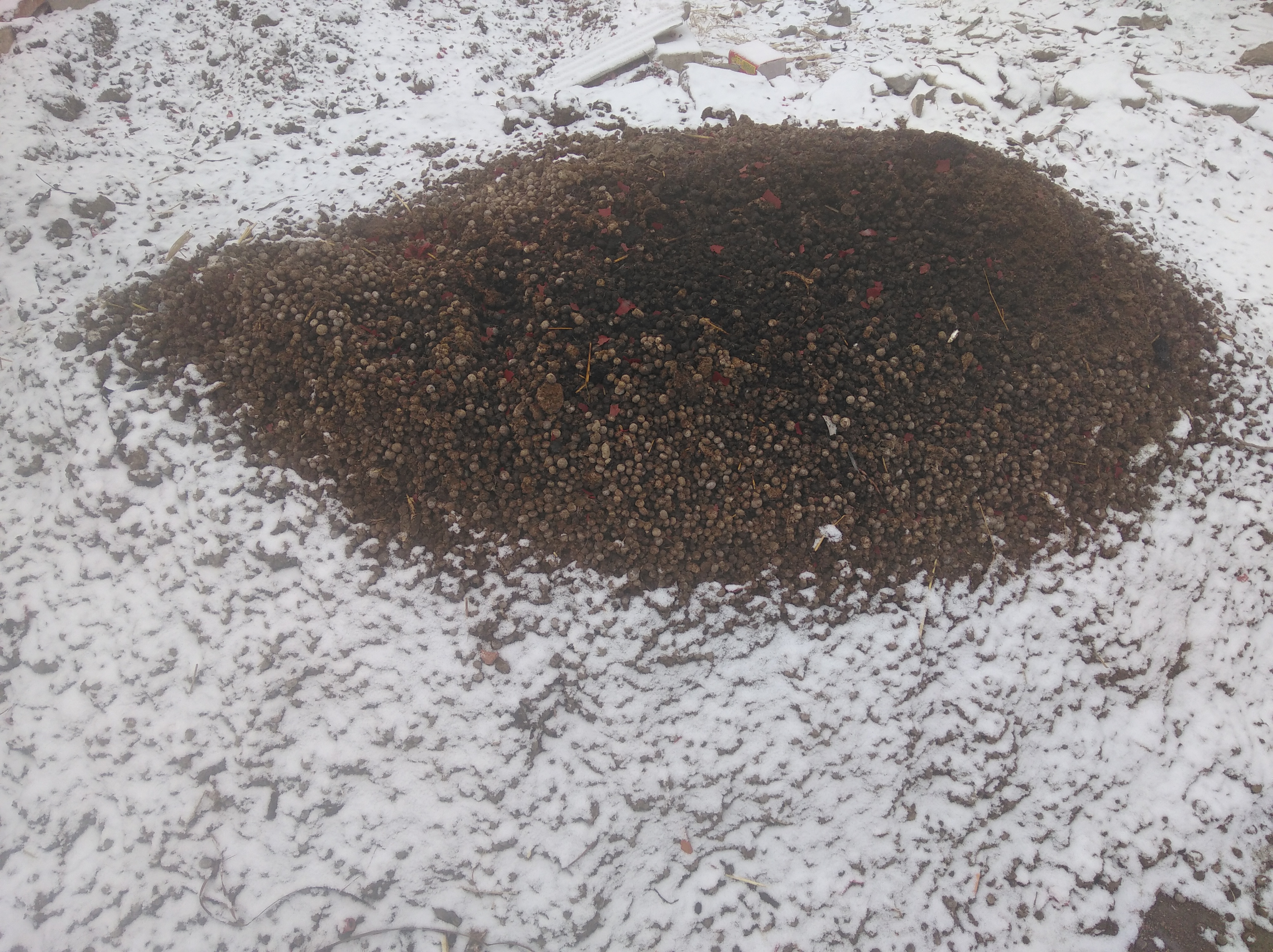 地上的一堆羊粪在雪天里呼呼地冒着热气.