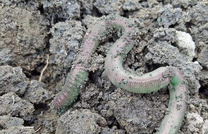 蚯蚓- 热门商品专区