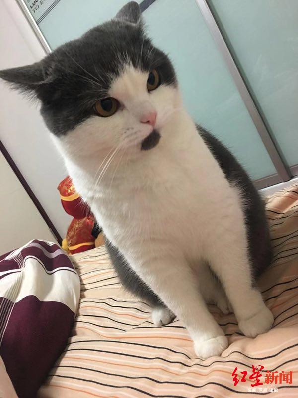 对话国内首例克隆猫主人:花了25万,担心它性格和原来的不同