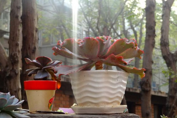 多肉女王花笠养护要注意这几点,出状态后,犹如穿着红裙的女王!