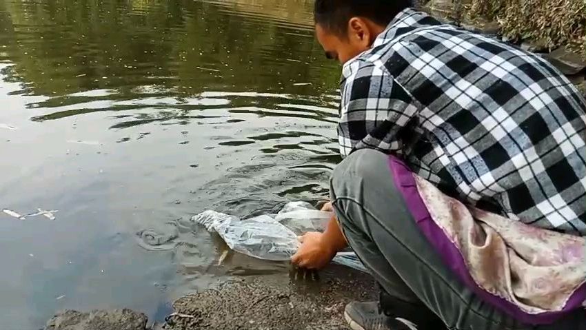 小何到镇上花了120元 买了十多条草鱼苗 看一下值不值