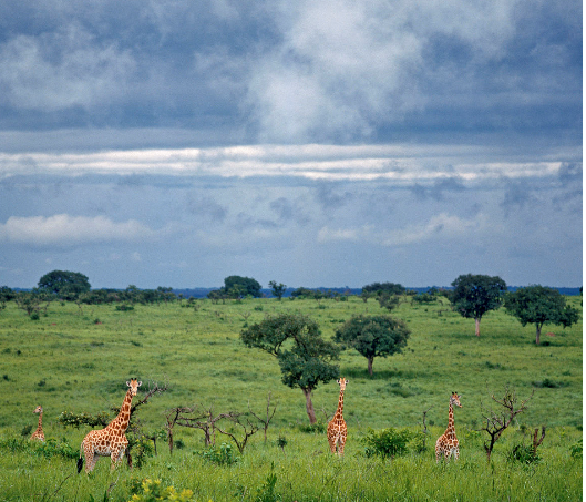 刚果最漂亮的风景——加兰巴国家公园