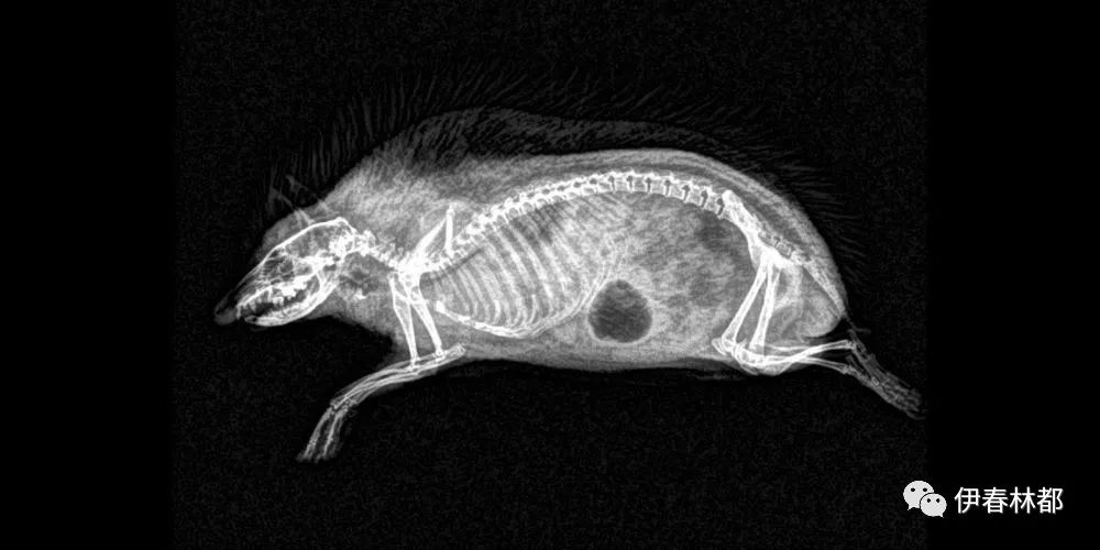 动物拍x射线片子,你能猜出是什么动物吗?