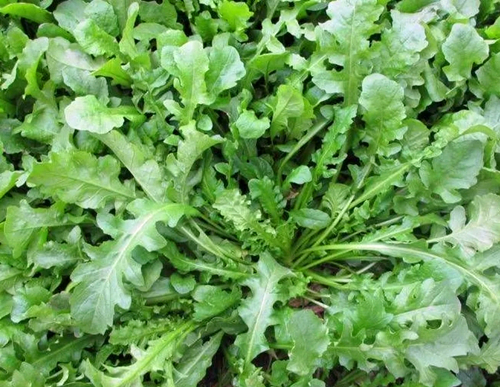 清明节前后,农村最值得吃的几种野菜,城里人都成群结队的采摘