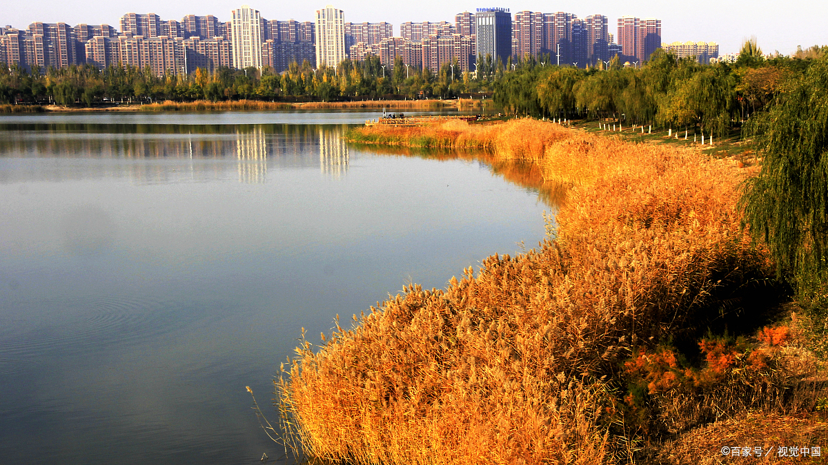 芦苇种植北京图片