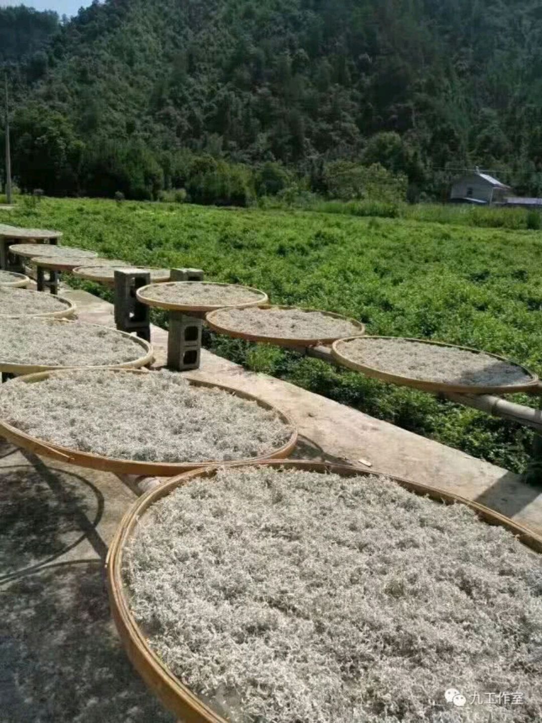 湖南郴州野生藤茶(又名莓茶,茅岩莓,长寿藤)藤茶却不是"茶"