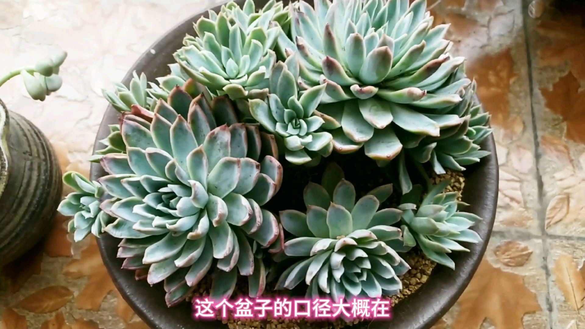 大货多肉紫罗兰女王换盆,这样养护,更容易爆盆