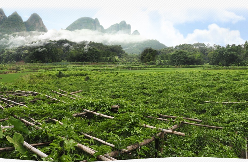 请你到百香果之乡,去看看百香果园的动人春色吧