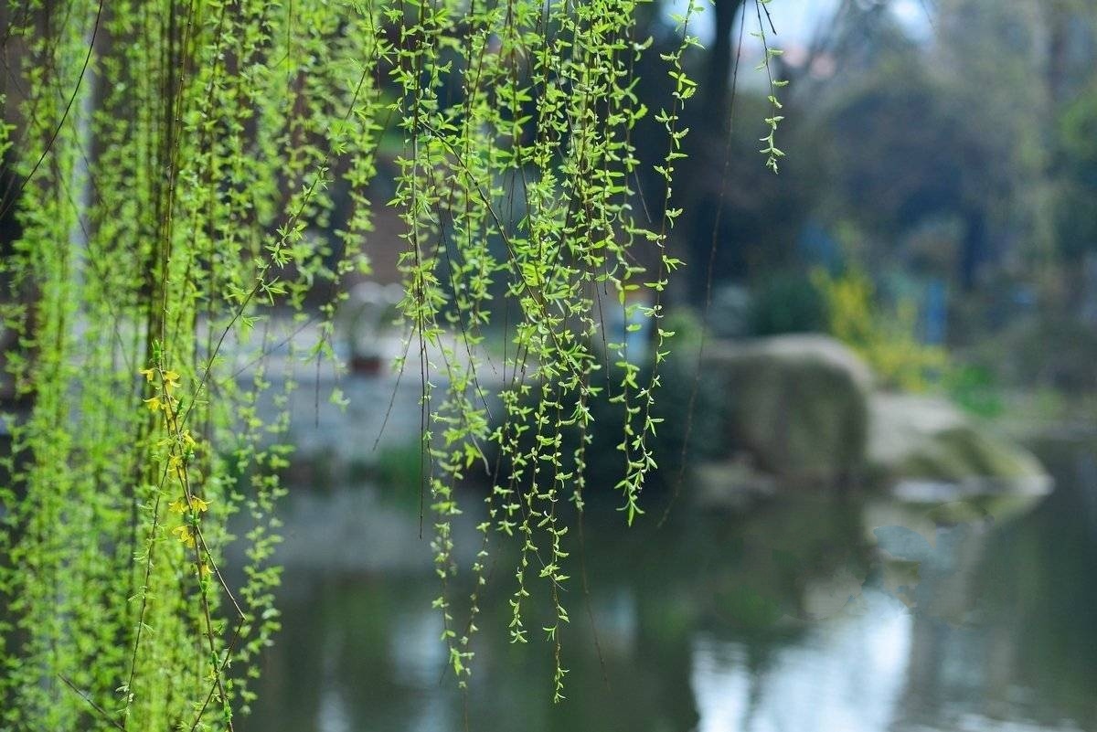 报春者,柳树已发芽,见过柳树发芽开花的瞬间吗