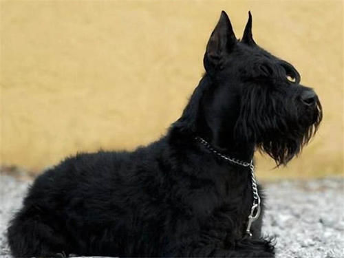 4种不掉毛的中型犬,却很少有人饲养,因为它们都很罕见