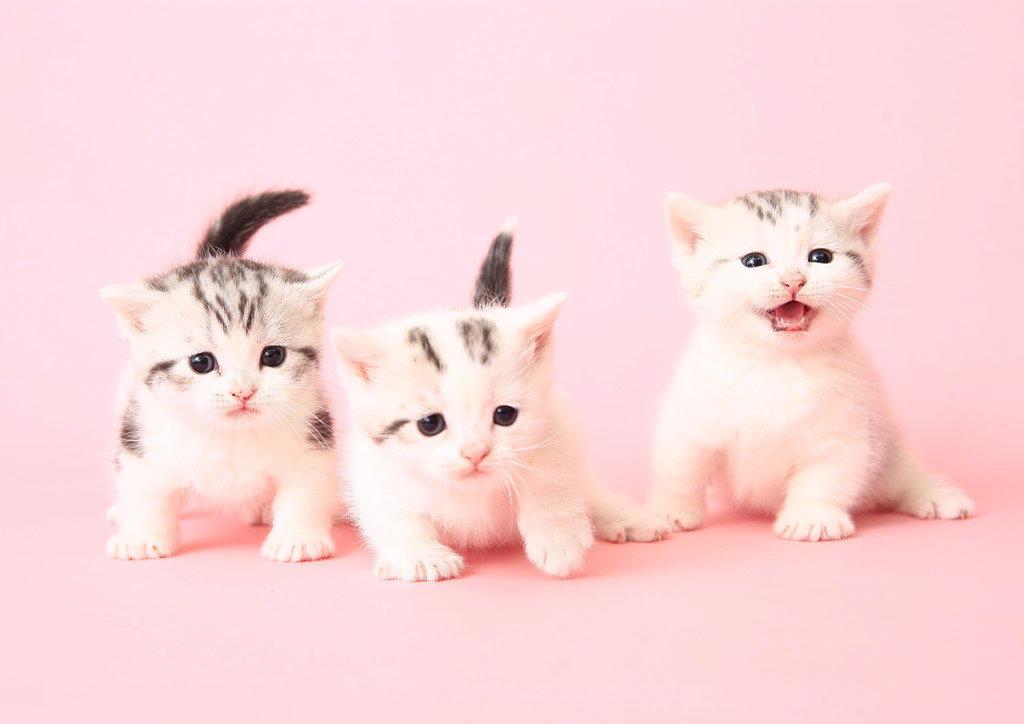 奶凶奶凶的小猫崽,忍不住要抱抱,这么可爱只能宠着了!