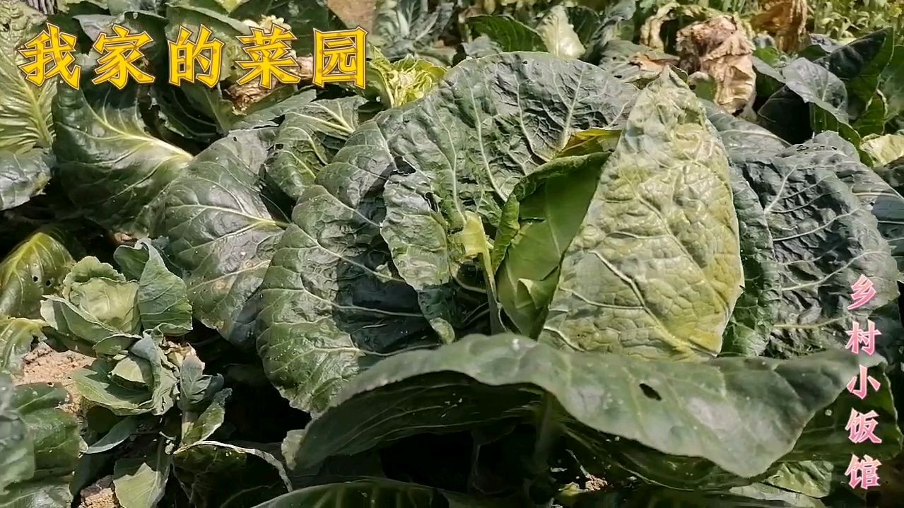 真正的农家菜,不过水不过油的手撕包菜(卷心菜)好吃又简单