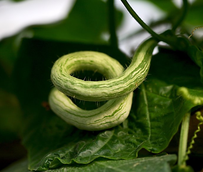 它的外形像蛇,看着可怕营养却很丰富,但这些人不宜食用以免伤身